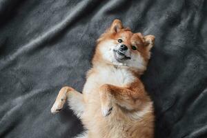 Shiba inu dog lies on the bed and smiles. Fluffy japanese shiba inu dog photo