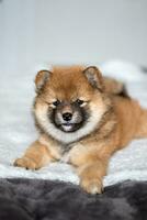 Shiba Inu puppy lies on the bed. Fluffy Japanese red shiba inu puppy. photo