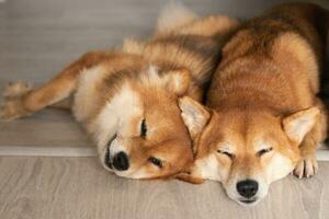 Two shiba inu dogs sleep together. Fluffy Japanese dogs photo