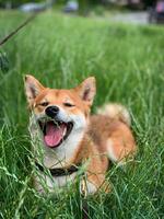 Shiba inu dog lies in green grass and smiles. Beautiful fluffy dog photo