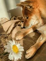 Shiba inu dog with white chamomile photo