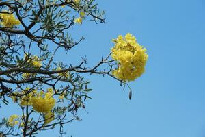 Yellow flowers on trees against bright blue sky, summer time, romantic feel photo