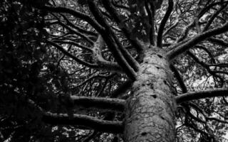 black and white image of a tree crown photo