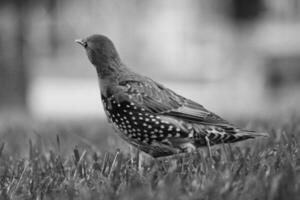 Very Cute Little Bird at Jubilee Gardens Park at London eye, Westminster, Central London Capital City of England UK. Image Was Captured on August 2nd, 2023 photo