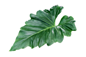 Green leaves pattern of tropical leaf plant isolated png