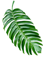 vert feuilles motif, feuille monstera isolé png