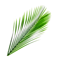 Green leaves pattern,leaf palm tree isolated png