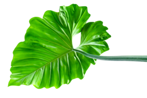 vert feuilles modèle de tropical feuille plante isolé png