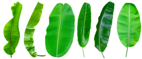 hoja banano,colección de verde hojas modelo aislado png