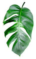 vert feuilles motif, feuille monstera isolé png