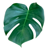 verde folhas padrão, folha monstera isolado png