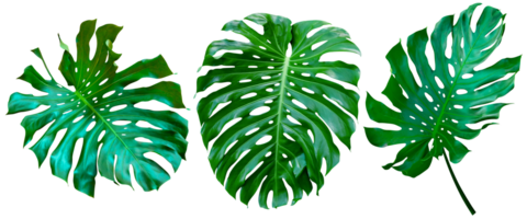 Green leaves pattern,collection leaf monstera isolated png