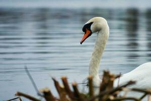 Most Beautiful Image of White British Swan in the Lake of Milton Keynes England UK. photo