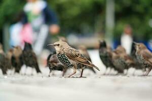 muy linda pequeño pájaro a aniversario jardines parque a Londres ojo, Westminster, central Londres capital ciudad de Inglaterra Reino Unido. imagen estaba capturado en agosto 2do, 2023 foto