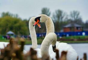 Most Beautiful Image of White British Swan in the Lake of Milton Keynes England UK. photo