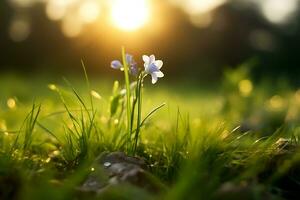 Tiny delicate field flowers among green grass, against a background of sunray. AI Generated. photo