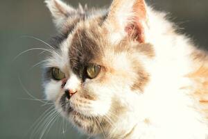 Cute Persian Cat is Posing in a Home Garden at Luton Town of England UK photo