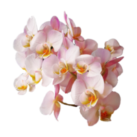 phalaenopsis afrodite växt transparent bakgrund png