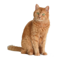 somali Katze png transparent Hintergrund ai generativ