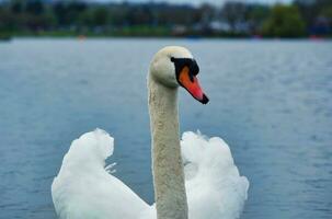 Most Beautiful Image of White British Swan in the Lake of Milton Keynes England UK. photo