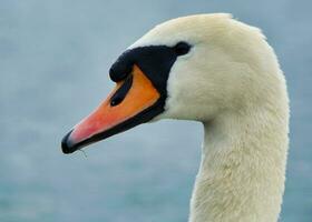 más hermosa imagen de blanco británico cisne en el lago de milton Keynes Inglaterra Reino Unido. foto