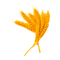 Wheat Grain Clipart AI Generative png