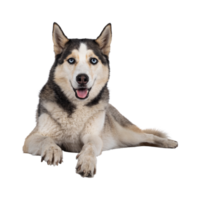 Siberian Husky Dog breed transparent background png