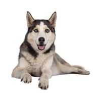 sibirisk hes hund ras transparent bakgrund png