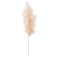 pampas grass branch on white background.Dried Pampas Grass AI Generative png