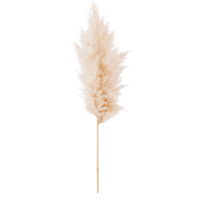 Pampas Grass PNGs for Free Download