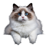 bambola di pezza gatto razza trasparente sfondo ai generativo png