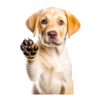trasparente sfondo labrador cane da riporto cane razza ai generativo png