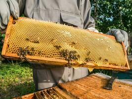 Beekeeper removing honeycomb from beehive. Person in beekeeper suit taking honey from hive. Farmer wearing bee suit working with honeycomb in apiary. Beekeeping in countryside. Organic farming photo