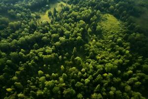 Aerial top view forest tree, Rainforest ecosystem and healthy environment concept and background, AI generate photo