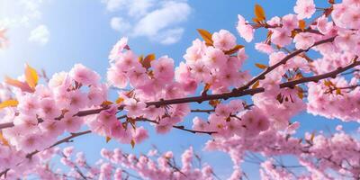 Pink cherry blossom in spring season, ai generate photo