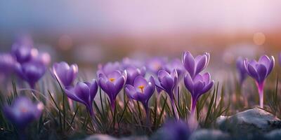 Purple crocus flowers in field, ai generate photo