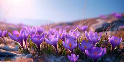 Purple crocus flowers in field, ai generate photo