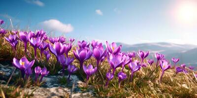 Purple crocus flowers in field, ai generate photo