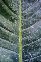 The Abstract of The Stripes Crystal Anthurium Leaf with dust photo