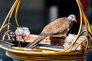 bird feeders. tree house for the birds, cheerful apartment photo