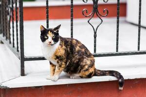 cat on the street photo