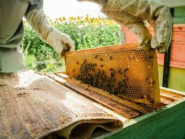 Beekeeper male working collect honey. Beekeeping concept. photo