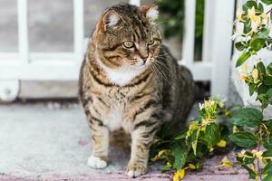 fat lazy cat photo