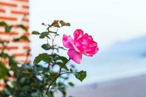 roses in the garden photo