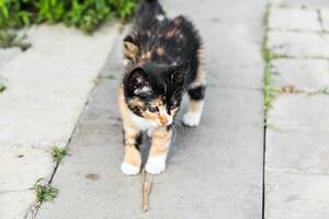 kittens in the garden photo