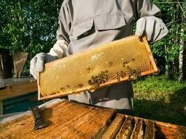 Male beekeeper working in his apiary on a bee farm, beekeeping concept photo