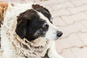 Old homeless dog with sad red eyes photo