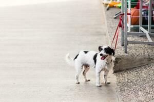 Cute dog waiting patiently photo