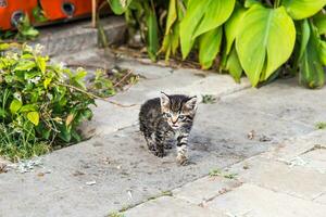 gatitos en el jardín foto