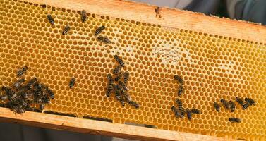 Beekeeper removing honeycomb from beehive. Person in beekeeper suit taking honey from hive. Farmer wearing bee suit working with honeycomb in apiary. Beekeeping in countryside. Organic farming photo